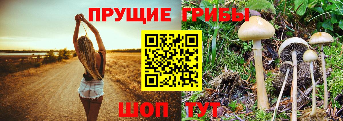 Галлюциногенные грибы Magic Shrooms  Вход с VPN  Галлюциногенные грибы Psilocybe  Новоалександровск 